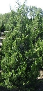 Hetz Columnar Juniper at Hopkinton Stone & Garden Hetz Columnar Juniper at Hopkinton Stone & Garden