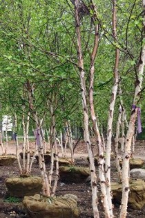 Young Trees