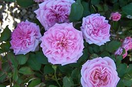 Sweet Drift Rose at Hopkinton Stone & Garden