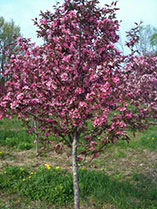 Crabapple Crabapple