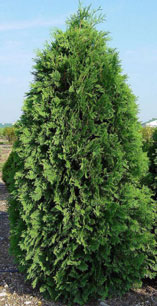'Dark American' Arborvitae 'Dark American' Arborvitae