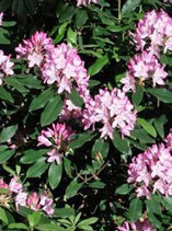 Rhododendron Maximum Roseum