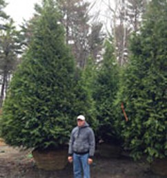 Green Giant Arborvitae Green Giant Arborvitae