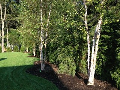 Trees on Side of Lawn
