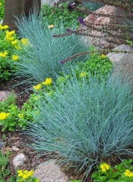 Grass Elijah Blue Hopkinton Stone & Garden