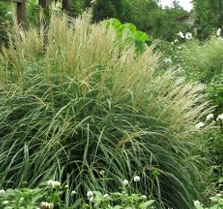 Maiden Grass at Hopkinton Stone & Garden