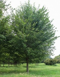 Princeton Elm tree at Hopkinton Stone & Garden