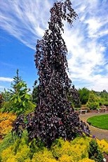 Purple Fountain Beech_Hopkinton Stone & Garden Purple Fountain Beech_Hopkinton Stone & Garden