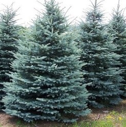 Colorado Blue Spruce_Hopkinton Stone & Garden Colorado Blue Spruce_Hopkinton Stone & Garden