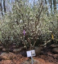 Serviceberry at Hopkinton Stone & Garden