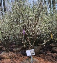 Serviceberry at Hopkinton Stone & Garden Serviceberry at Hopkinton Stone & Garden