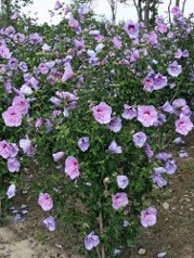 Rose of Sharon Aphrodite_Hopkinton Stone & Garden