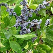 Northern Bayberry_berries_Hopkinton Stone & Garden