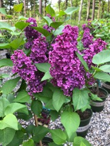 Lilac at Hopkinton Stone & Garden