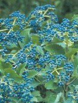 Viburnum Blue Muffin_Hopkinton Stone & Garden