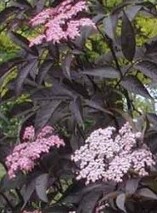 Elderberry Black Beauty_Hopkinton Stone & Garden