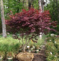Bloodgood Japanese Maple at Hopkinton Stone & Garden
