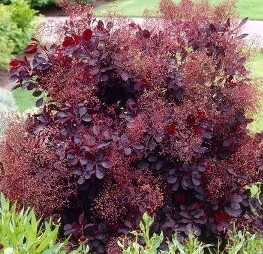 Royal Purple Smokebush_Hopkinton Stone & Garden