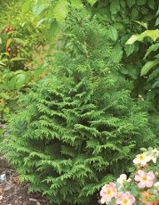Soft Serve Japanese Cypress_Hopkinton Stone & Garden