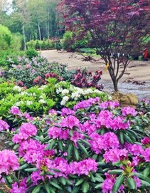 Rhododendron at Hopkinton Stone & Garden