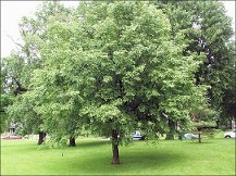 Ironwood or Hophornbeam_Hopkinton Stone & Garden Ironwood or Hophornbeam_Hopkinton Stone & Garden