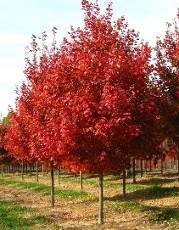 'October Glory' and 'Red Sunset' Red Maple at Hopkinton Stone & Garden