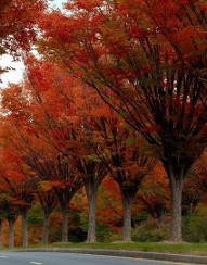 Zelkova fall foliage_Hopkinton Stone & Garden