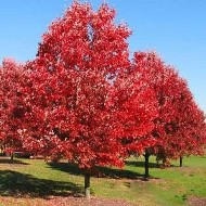 Northern Red OakFall foliage_Hopkinton Stone & Garden