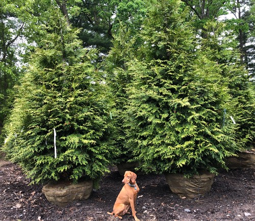 Green Giant Arborvitae from our Auburn Farm Green Giant Arborvitae from our Auburn Farm