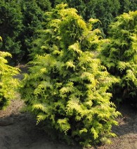 Golden Hinoki Cypress at Hopkinton Stone and Garden Golden Hinoki Cypress at Hopkinton Stone and Garden