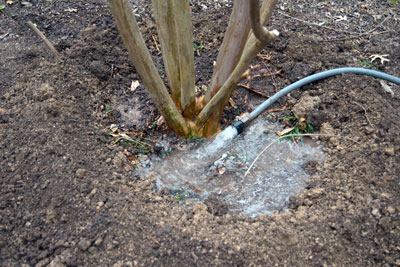 Plant Care_watering tips from Hopkinton Stone and Garden
