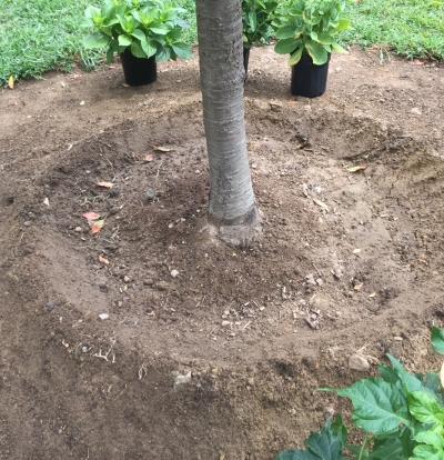 Tree saucer_Tree Planting_Hopkinton Stone & Garden