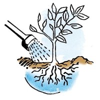 Water your new Trees and Shrubs