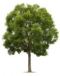 Retail Warranty for Plants purchased at Hopkinton Stone and Garden Retail Warranty for Plants purchased at Hopkinton Stone and Garden