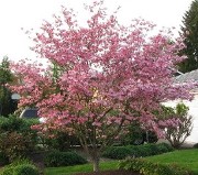 Flowering Dogwood Hopkinton Stone and Garden Flowering Dogwood Hopkinton Stone and Garden