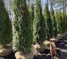 Emerald Green Arborvitae at Hopkinton Stone & Garden