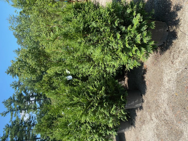 Leprechaun Arborvitae at Hopkinton Stone and Garden