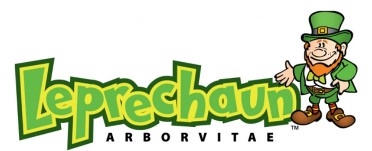 Leprechaun Arborvitae at Hopkinton Stone and Garden Leprechaun Arborvitae at Hopkinton Stone and Garden
