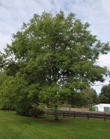 Shademaster Honey Locust at Hopkinton Stone andGarden Shademaster Honey Locust at Hopkinton Stone andGarden