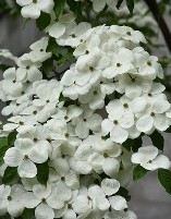 Celestial Dogwood at Hopkinton Stone and Gardens Celestial Dogwood at Hopkinton Stone and Gardens