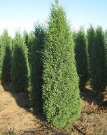 Taylor Juniper at Hopkinton Stone and Garden Taylor Juniper at Hopkinton Stone and Garden